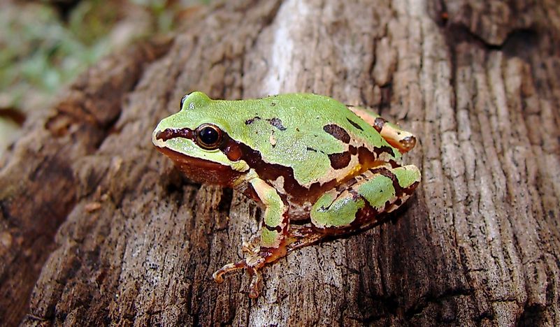 What Is The Arizona State Amphibian? - WorldAtlas.com