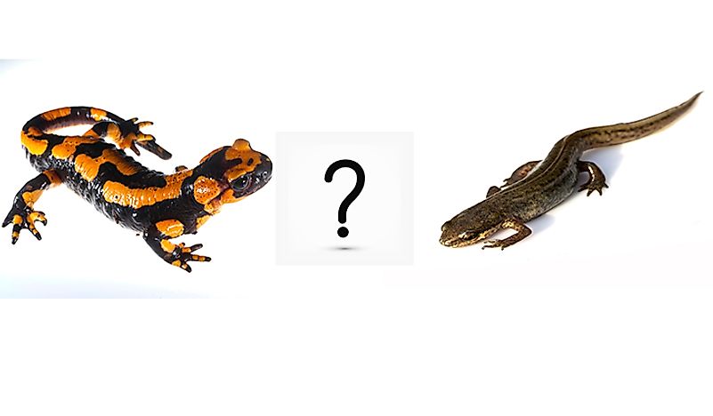 What Are The Differences Between Salamanders And Newts? - WorldAtlas.com