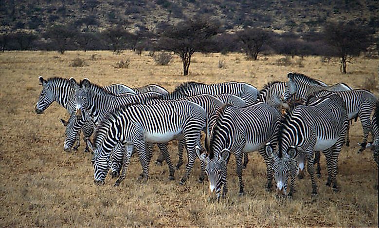 Interesting Facts About Zebras 6919