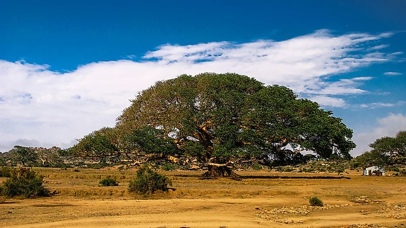 What Are The Major Natural  Resources Of Eritrea  