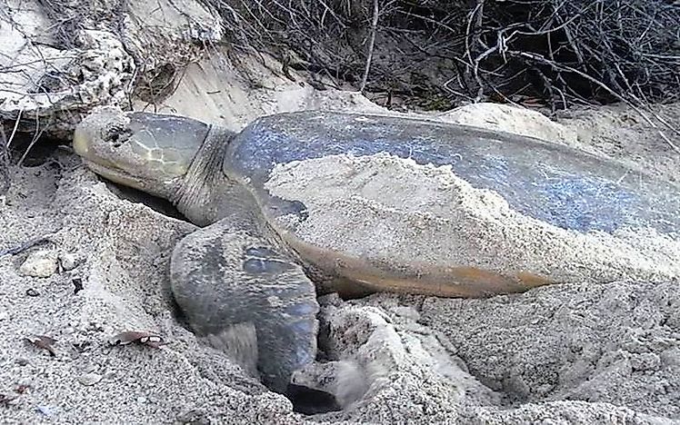 The Seven Species Of Sea Turtles Living In The Oceans Of Our Planet ...