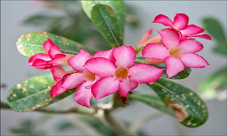 Native Plant Species Of Chad - WorldAtlas.com