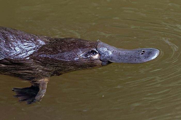 Examples of Semiaquatic Animals - WorldAtlas.com