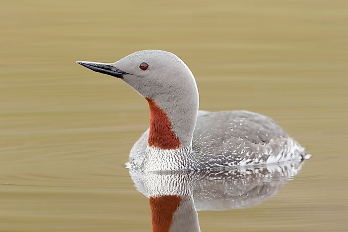 The Five Living Species Of Loons - Worldatlas.com