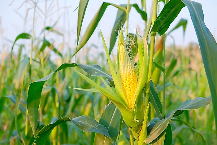 What Are the World's Most Important Staple Foods? - WorldAtlas.com