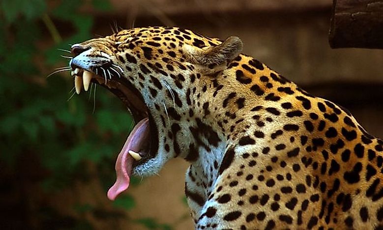 Where Do Jaguars Live? - WorldAtlas.com