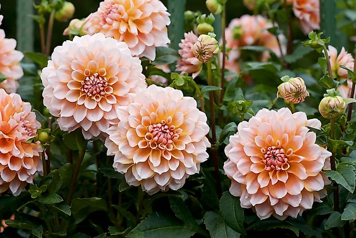 #10 Dahlia 