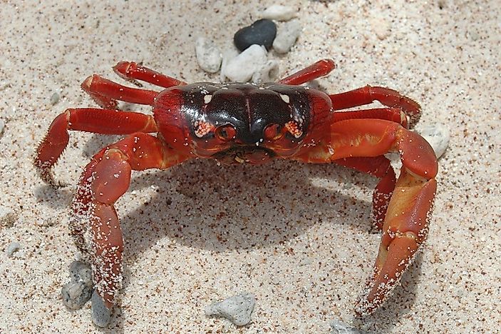 Christmas Island Red Crabs - Animals Of Oceania - WorldAtlas.com