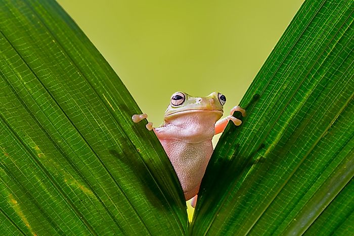 Are Amphibians Reptiles? - WorldAtlas.com