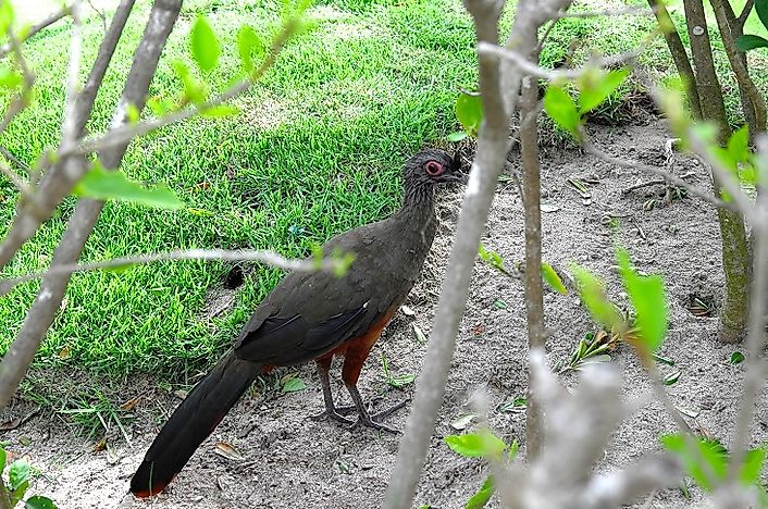 Native Birds Of Mexico - WorldAtlas.com