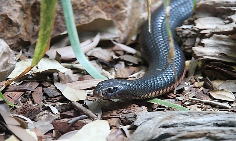 Taipans - Australia's Deadly Snakes: How Many Types Are There ...