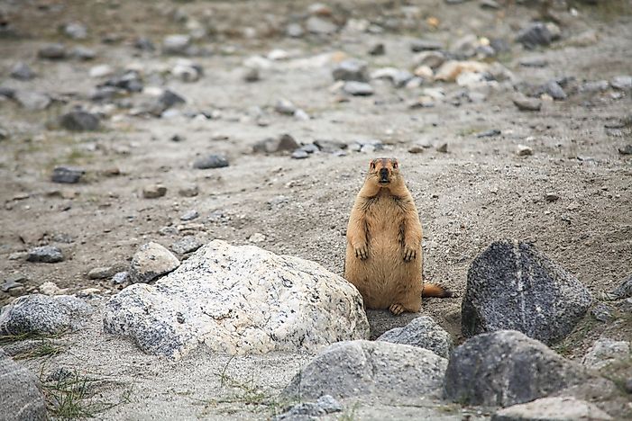 10 Animals That Live in Pakistan — Pakistan Animals - WorldAtlas.com