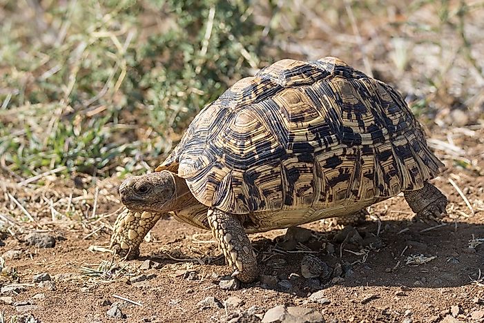 Native Reptiles Of Sudan - WorldAtlas.com