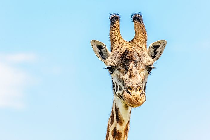 10 Fun Facts About Giraffes - WorldAtlas.com