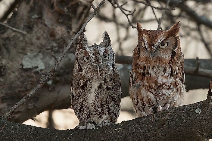 Eastern Screech Owl Facts: Animals of North America - WorldAtlas.com