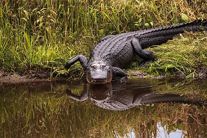 How Many Types Of Alligators Live In The World Today? - WorldAtlas.com