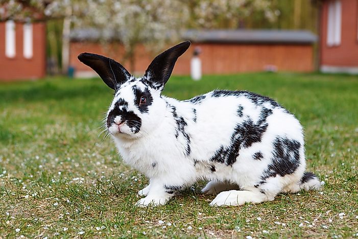 10-largest-rabbit-breeds-in-the-world-with-pictures-pet-keen