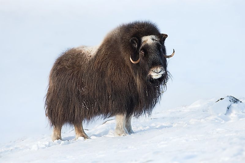 #5 Musk Ox 