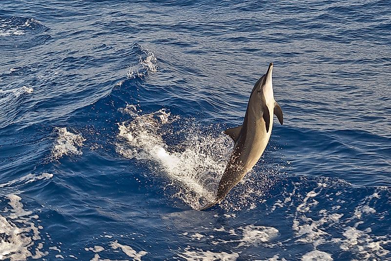 Sea Creatures In The Atlantic Ocean