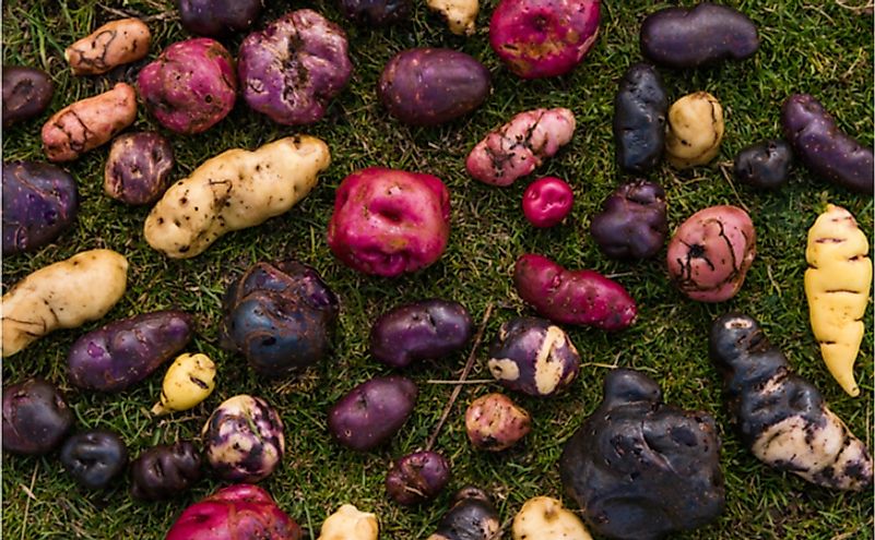 Potatoes of Peru