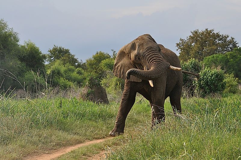 The Most Dangerous Animals Of Africa - WorldAtlas.com