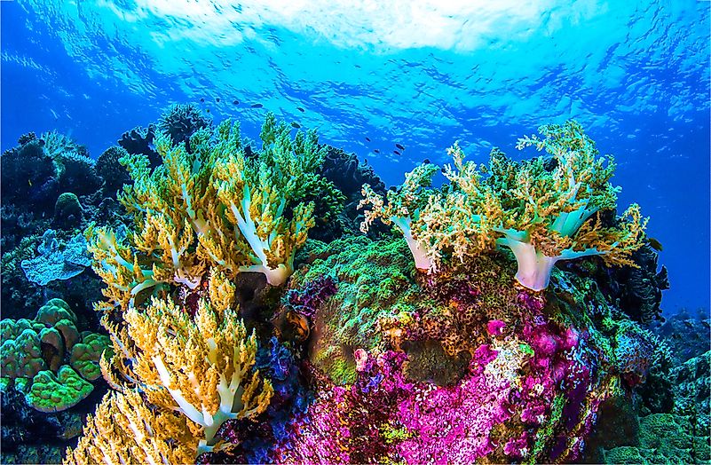 Underwater coral reef.