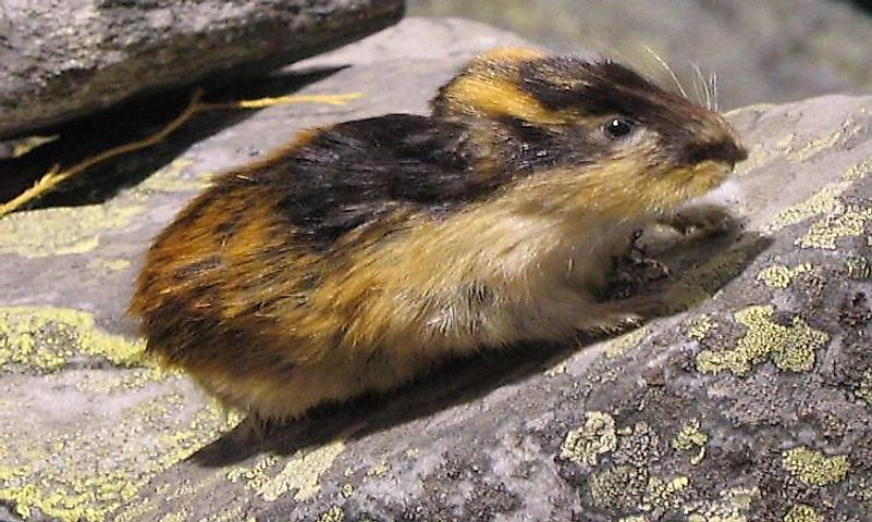 #9 Lemming - 