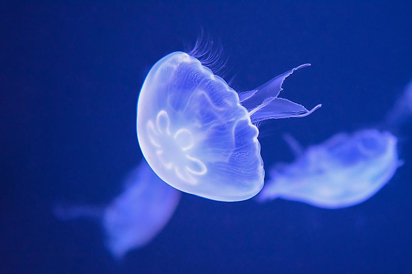 #3 Jellyfish – 550 Million years old 