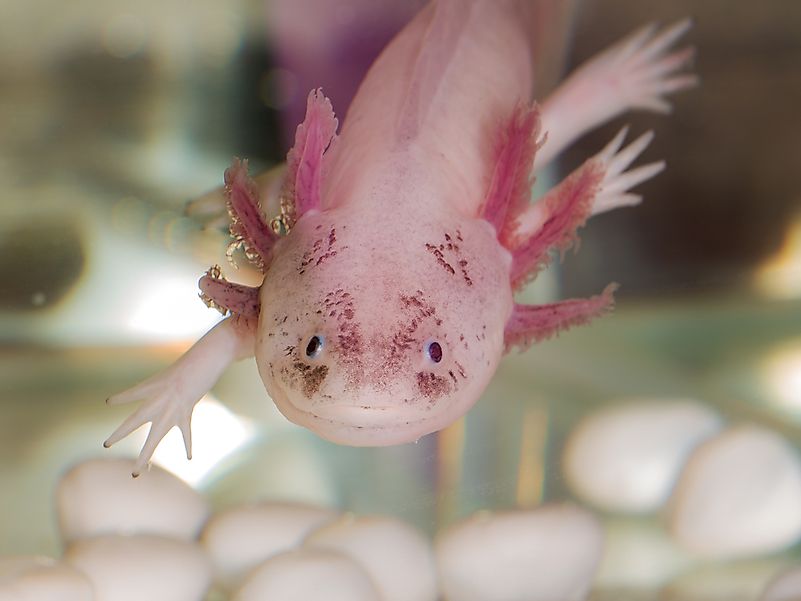 The World's Most Stunningly Pink Animals - WorldAtlas.com