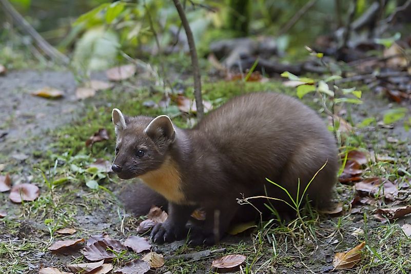 Common Animals In Germany