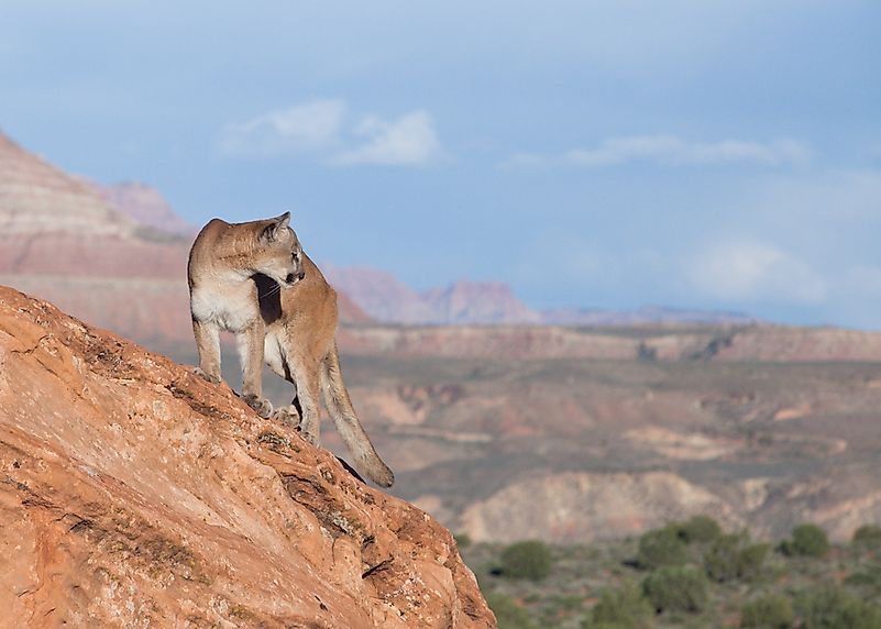 10 Animals Found in Utah - WorldAtlas.com