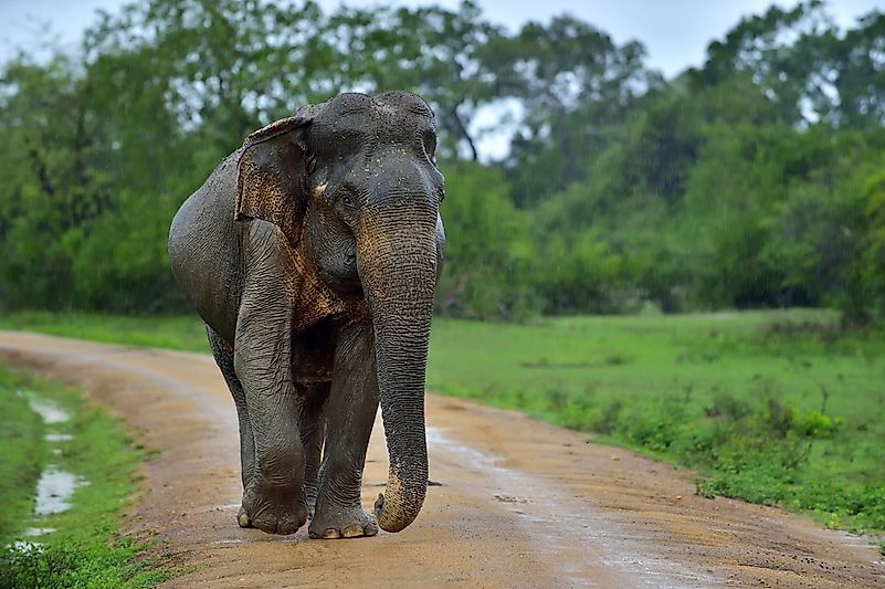 What Animals Live In Sri Lanka? - WorldAtlas.com