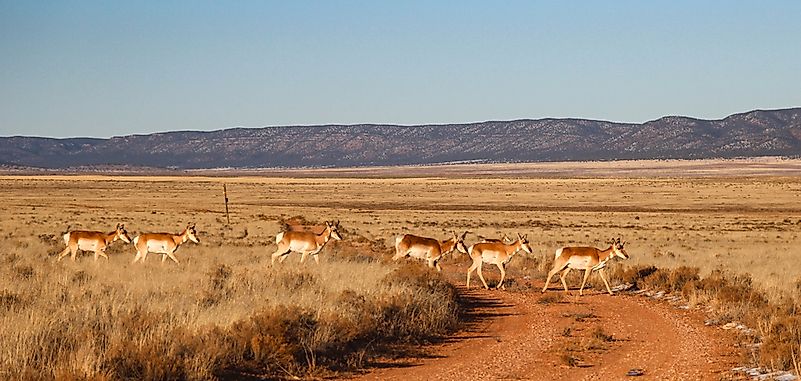 #2 Pronghorn 