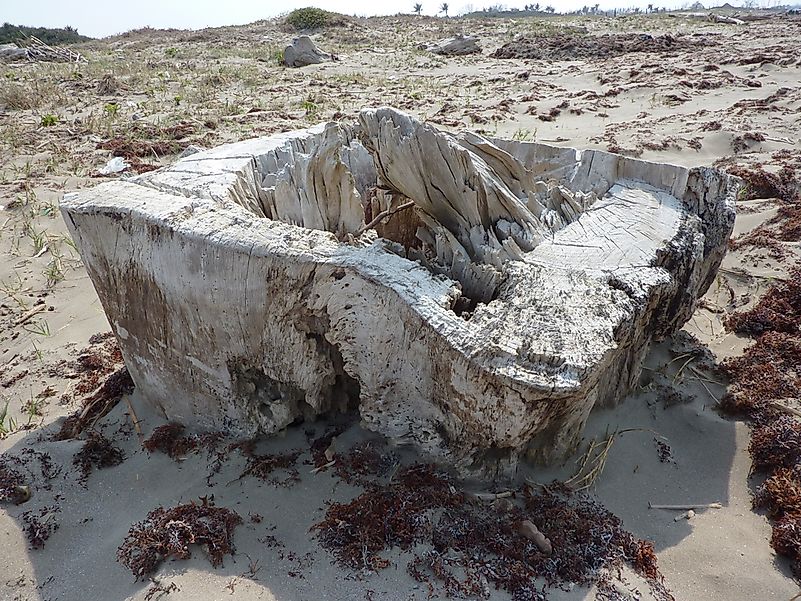 Chopped base of a petrified palm tree found at the beach in Veracruz, Mexico.