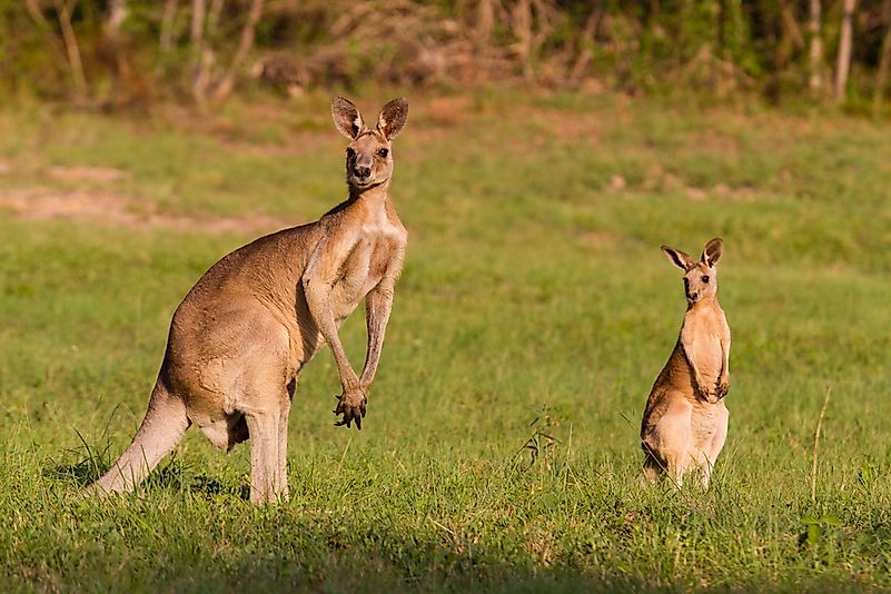 What Animals Live In The Australian Outback?