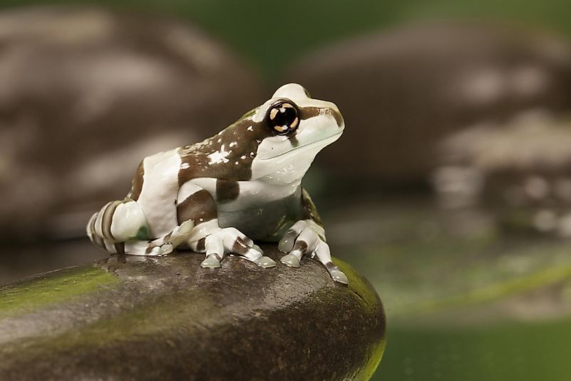 Top Facts About The Amazon Milk Frog - WorldAtlas.com