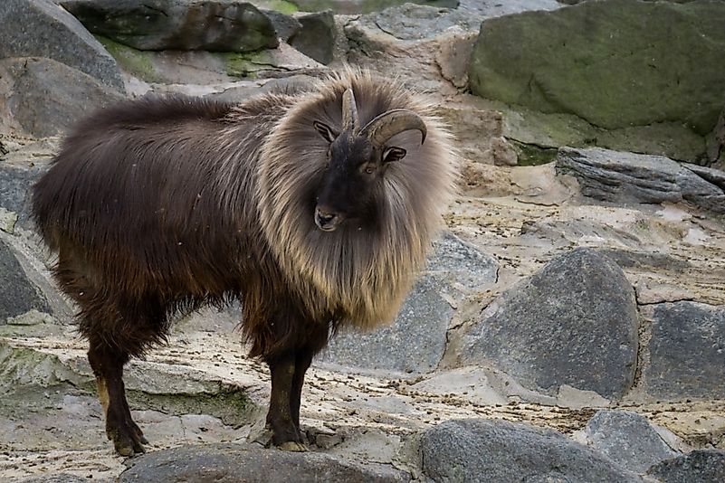 #3 Himalayan Tahr 