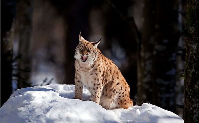 What Animals Live In Siberia? - WorldAtlas.com