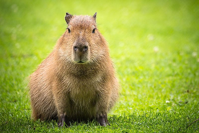 10 Animals That Live in Venezuela - WorldAtlas.com