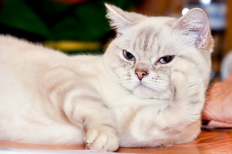 15 Rare Cat Breeds From Around The World Worldatlas Com