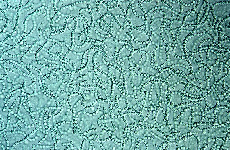 #1 Cyanobacteria – 2.8 billion years old 