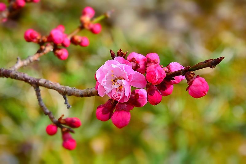 10-most-important-flowers-in-chinese-tradition-worldatlas