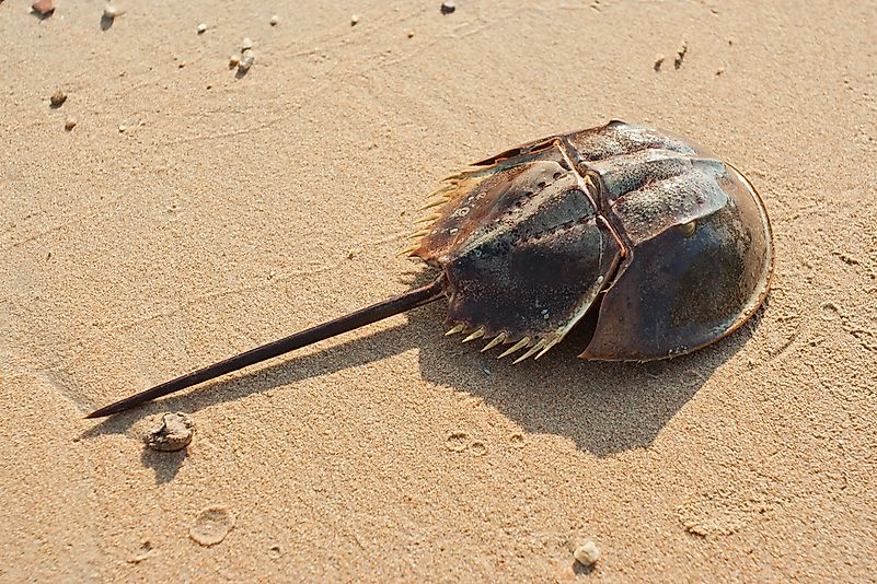 #5 Horseshoe Crab – 445 million years old 