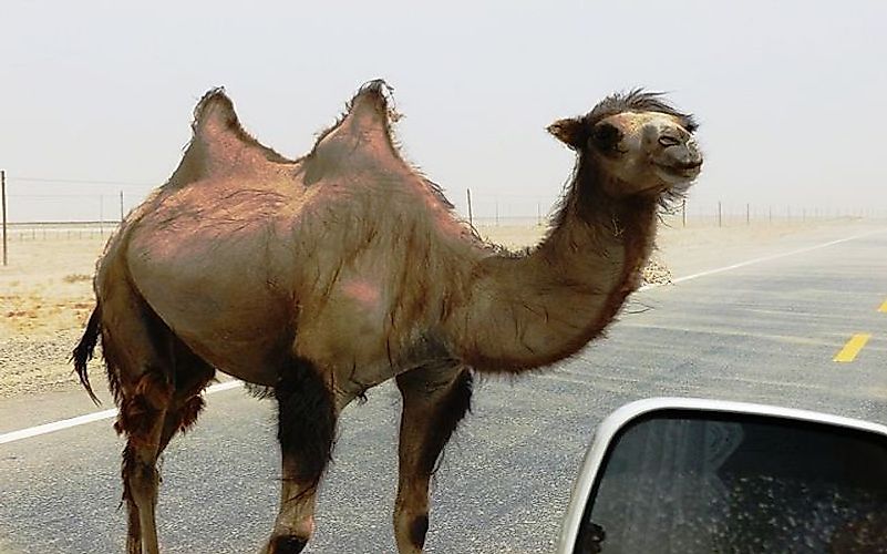 #1 Wild Bactrian Camel   