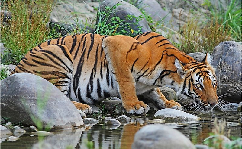 10 Animals Found In Nepal - WorldAtlas.com