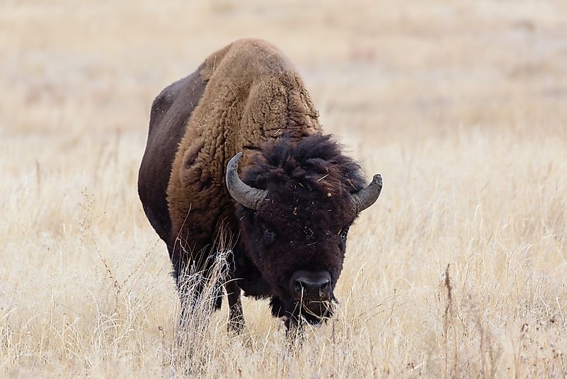 Animals in north america grasslands