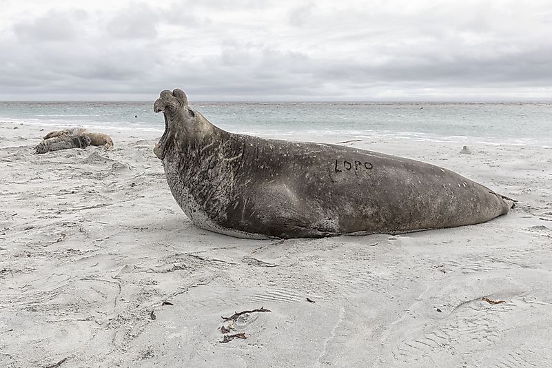 #3 Southern Elephant Seal 