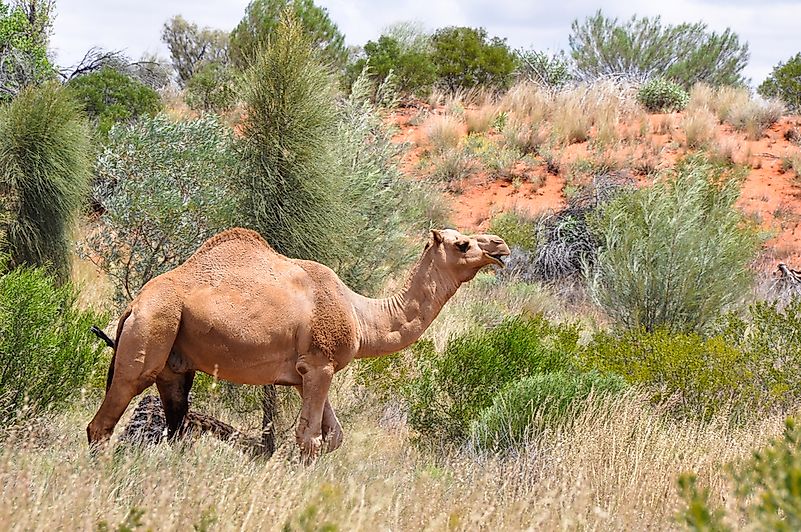 What Animals Live In The Australian Outback? - WorldAtlas.com