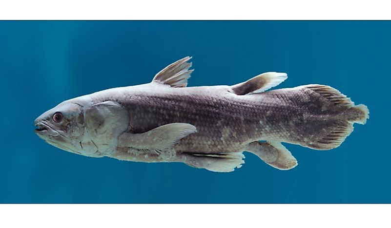 #6 Coelacanath – 360 million years old 