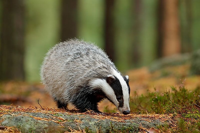 Animals Native to Germany - WorldAtlas.com